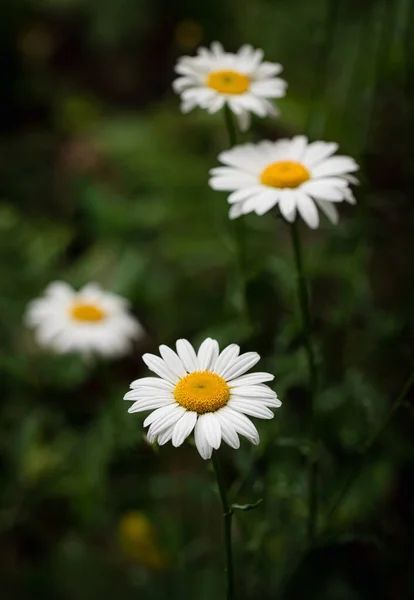 Primo Piano Fiori Margherita Bianchi Gialli Che Crescono Campo — Foto Stock