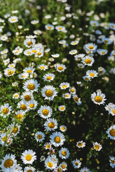 Veel Witte Gele Madeliefjes Bloemen Groeien Een Veld Buiten — Stockfoto