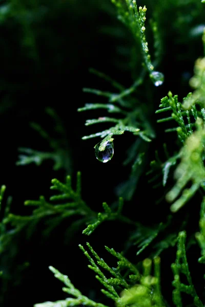 Una Goccia Pioggia Nella Natura — Foto Stock