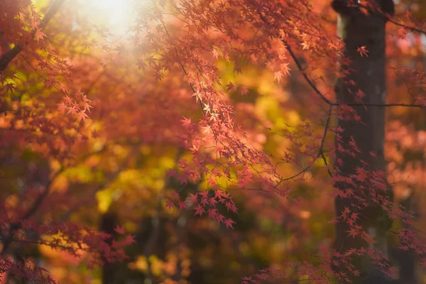 Les Zlatožlutými Listy Podzim Krásná Podzimní Krajina Žlutými Stromy Sluncem — Stock fotografie