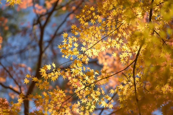 Floresta Com Folhas Amarelas Douradas Outono Bela Paisagem Outono Com — Fotografia de Stock