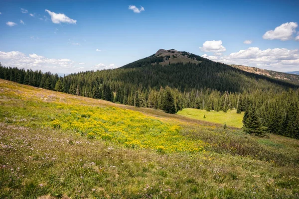 Prairies Alpines Dans Désert Sainte Croix Colorado — Photo