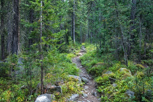 Trail Het Bos Colorado — Stockfoto