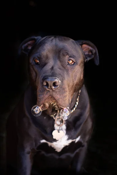 Большая Чёрная Собака Чёрном Фоне Большими Пузырями Слюны — стоковое фото