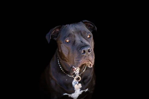 黒い地面に甘い顔をした大きな犬 — ストック写真