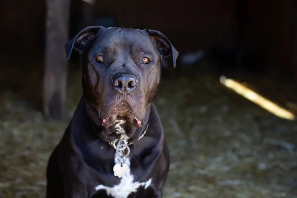 大きな黒い犬が納屋に立ってカメラを見て — ストック写真