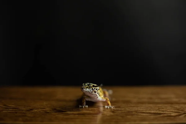 ヒョウGeckoは黒の背景を持つカメラを見て — ストック写真