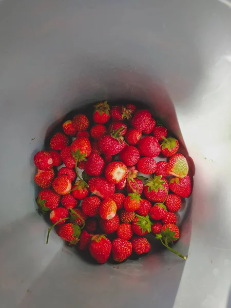 Freshly Picked Strawberries Grey Bucket Closeup — Stock Photo, Image