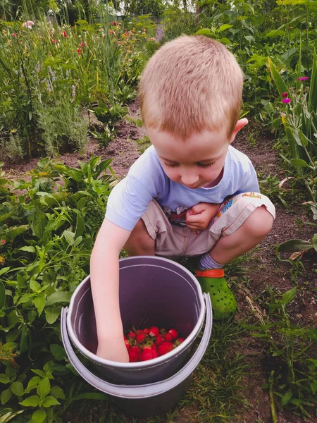 Boy Garden Looking Freshly Picked Strawberries Bucket — Stock Photo, Image