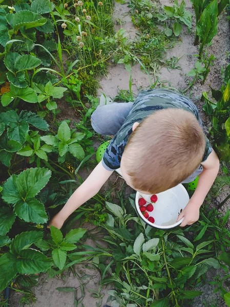 Küçük Çocuk Bahçede Olgun Çilek Topluyor — Stok fotoğraf