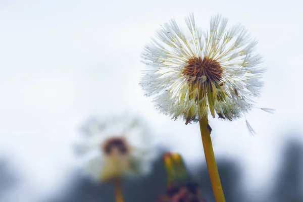 Närbild Maskros Blomma Höst — Stockfoto