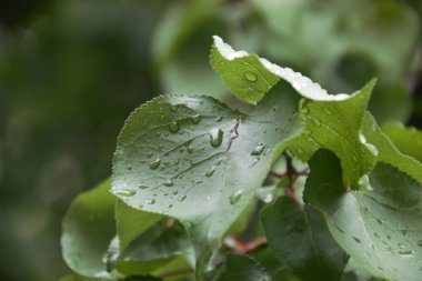 Yaz yağmurundan sonra ıslak yapraklar