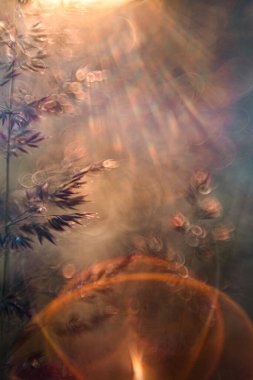 Mor, uzun otlar altın saatinde parıldıyor