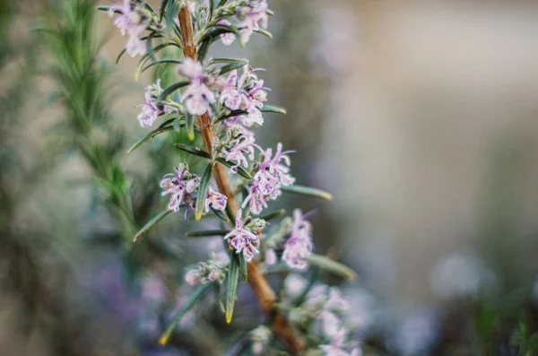 Flores Pequenas Cor Rosa Com Fundo Bokeh — Fotografia de Stock