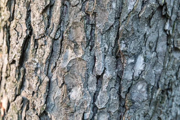 Corteza Árbol Madera Vieja Textura Fondo Natural Cerca — Foto de Stock