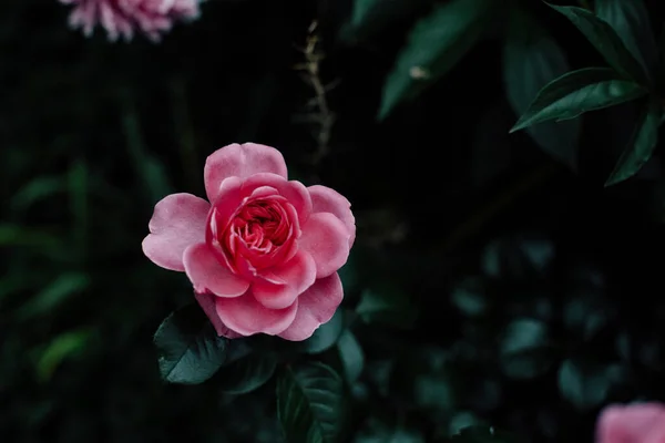 Rosa Rosa Giardino Con Vista Sugli Uccelli — Foto Stock