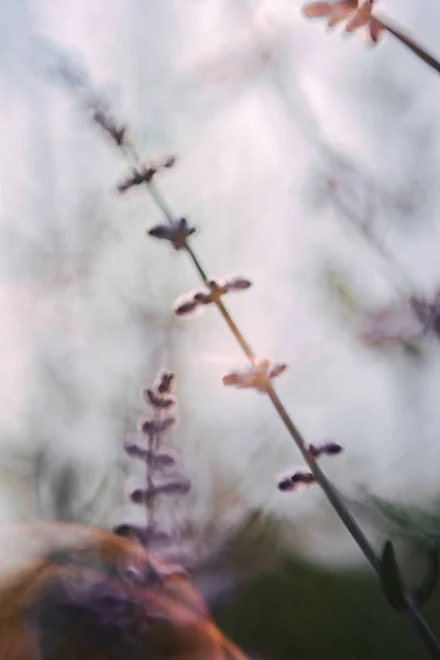 Fialové Květy Nízkého Úhlu Pohledu Pořízené Zlaté Hodině — Stock fotografie