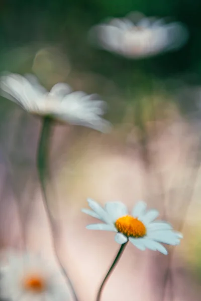 Wilde Witte Madeliefjes Bloemen Een Bos — Stockfoto