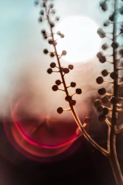 黄金の時間に咲く花の半シルエット — ストック写真