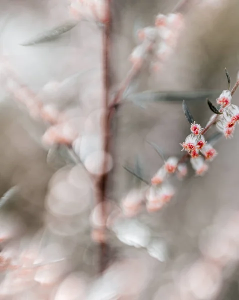 Selective Focus Pink Wildflowers Blooming — Stock Photo, Image