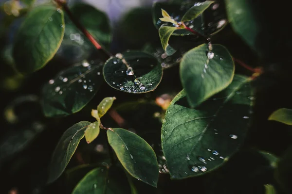 Gotas Sobre Follaje Verde — Foto de Stock