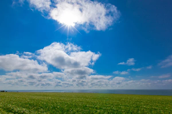 Grüne Weizenfelder Meer — Stockfoto