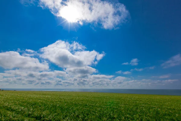 Grüne Weizenfelder Meer — Stockfoto