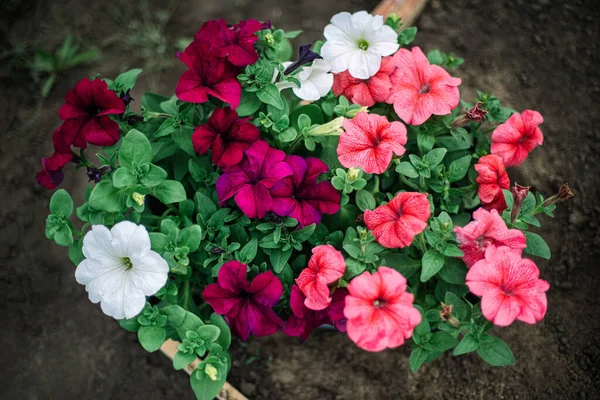 Petunia flowers for sale in garden