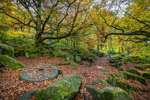 Fotografie Zeleného Magického Lesa — Stock fotografie