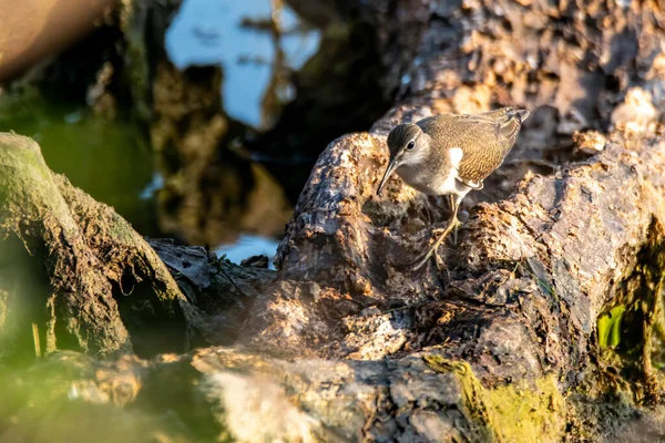 Pájaro Tringa Posado Tronco Junto Lago — Foto de Stock