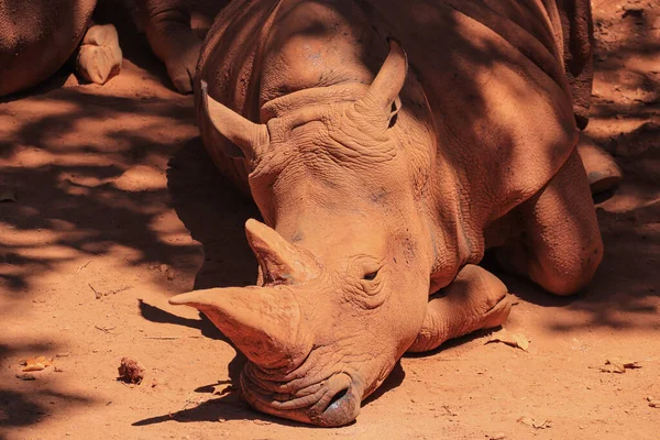Africký Bílý Nosorožec Odpočívající Bahenní Koupeli — Stock fotografie