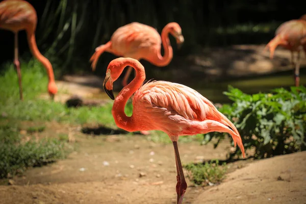 Rosa Karibien Flamingo Med Vegetation Bakgrunden — Stockfoto