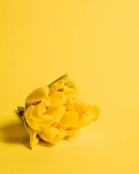 Tulipán Amarillo Sobre Fondo Amarillo — Foto de Stock
