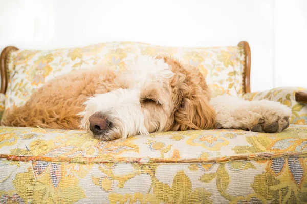 Bernedoodle köpeği sarı çiçekli kanepede uyuyor.