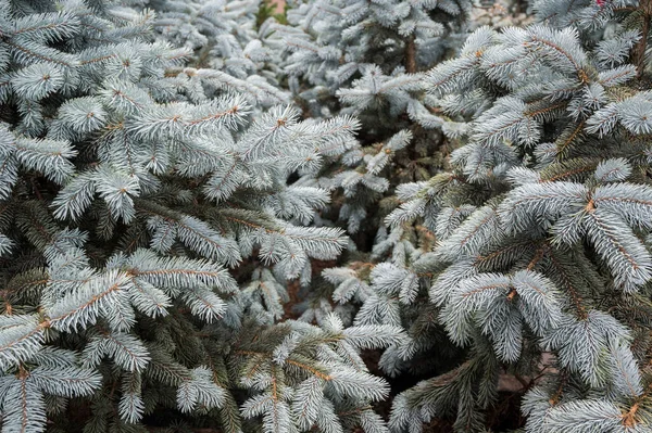 Albero Natale Pino Verde Pallido — Foto Stock