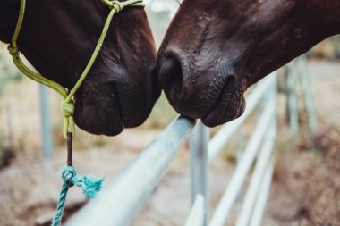 Orman ve ağaçlara karşı iki kahverengi atın burunları