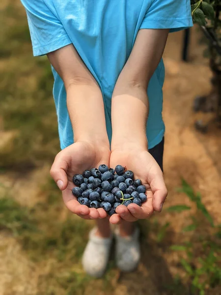 Kid Picked Full Palm Blueberry — Stock Photo, Image