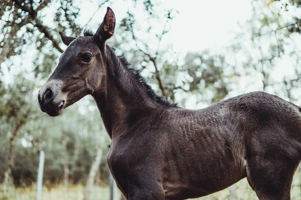 Little Gray Foal Forest — Stock Photo, Image