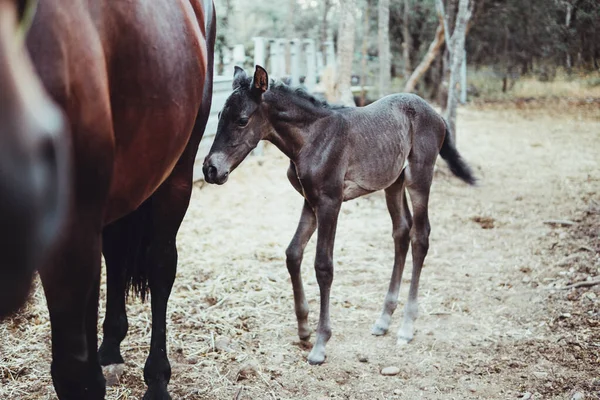 Little Gray Foal Forest His Mother Brown Horse — Stock Photo, Image