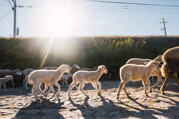 Fårflock Som Passerar Havet — Stockfoto