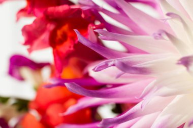 Arka planda kırmızı aslanağzı olan mor ve beyaz yıldız yaprakları.