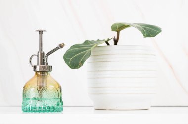 Beyaz tencerede yeşil su ile keman yaprağı inciri, spreyci bey.