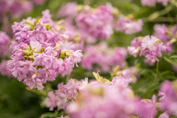 Flores Púrpuras Con Fondo Bokeh Cremoso — Foto de Stock
