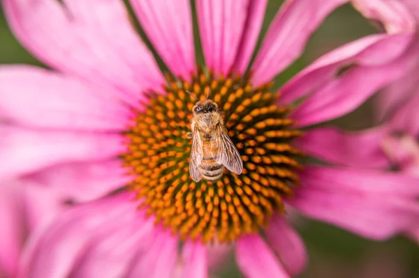 Brighrt Różowy Cosmo Coneflower Pszczołą — Zdjęcie stockowe