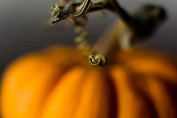 Макро Знімок Крихітної Гарбуза Кучерявим Стеблом — стокове фото
