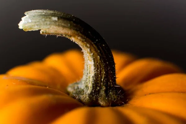 中茎を持つ小さなカボチャのマクロショット — ストック写真