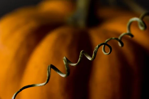 Macro Shot Tiny Pumpkin Curly Stem — Stock Photo, Image