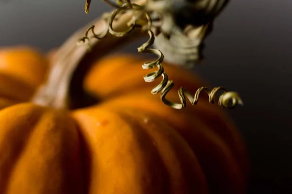 Macro Shot Tiny Pumpkin Curly Stem — Stock Photo, Image