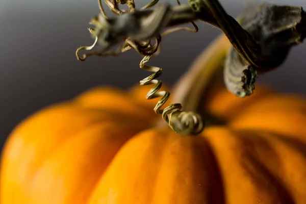 Macro Shot Tiny Pumpkin Curly Stem — Stock Photo, Image