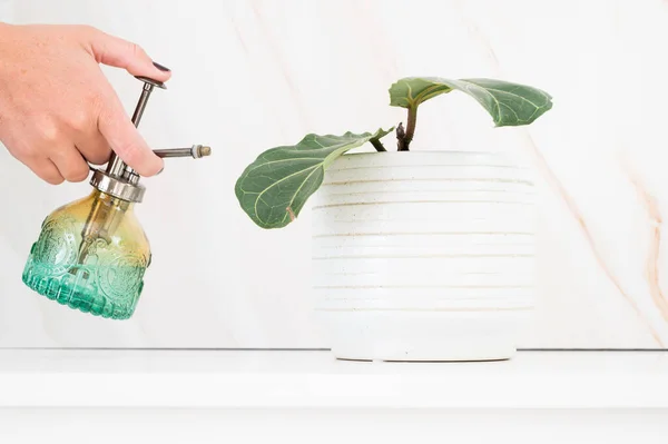 Fiddle leaf fig in white pot with green water mister sprayer